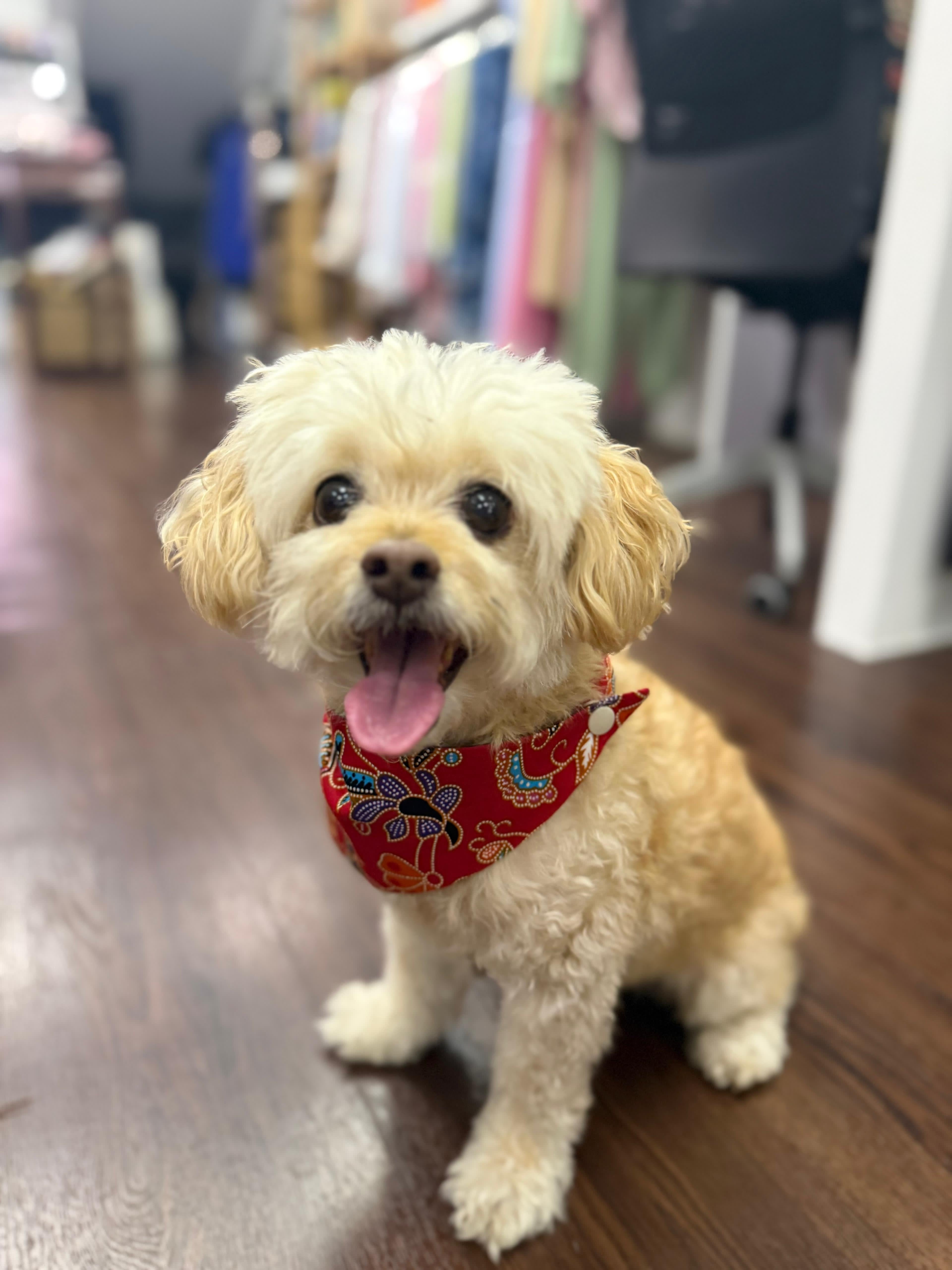 GC Pets Red Batik Bandana