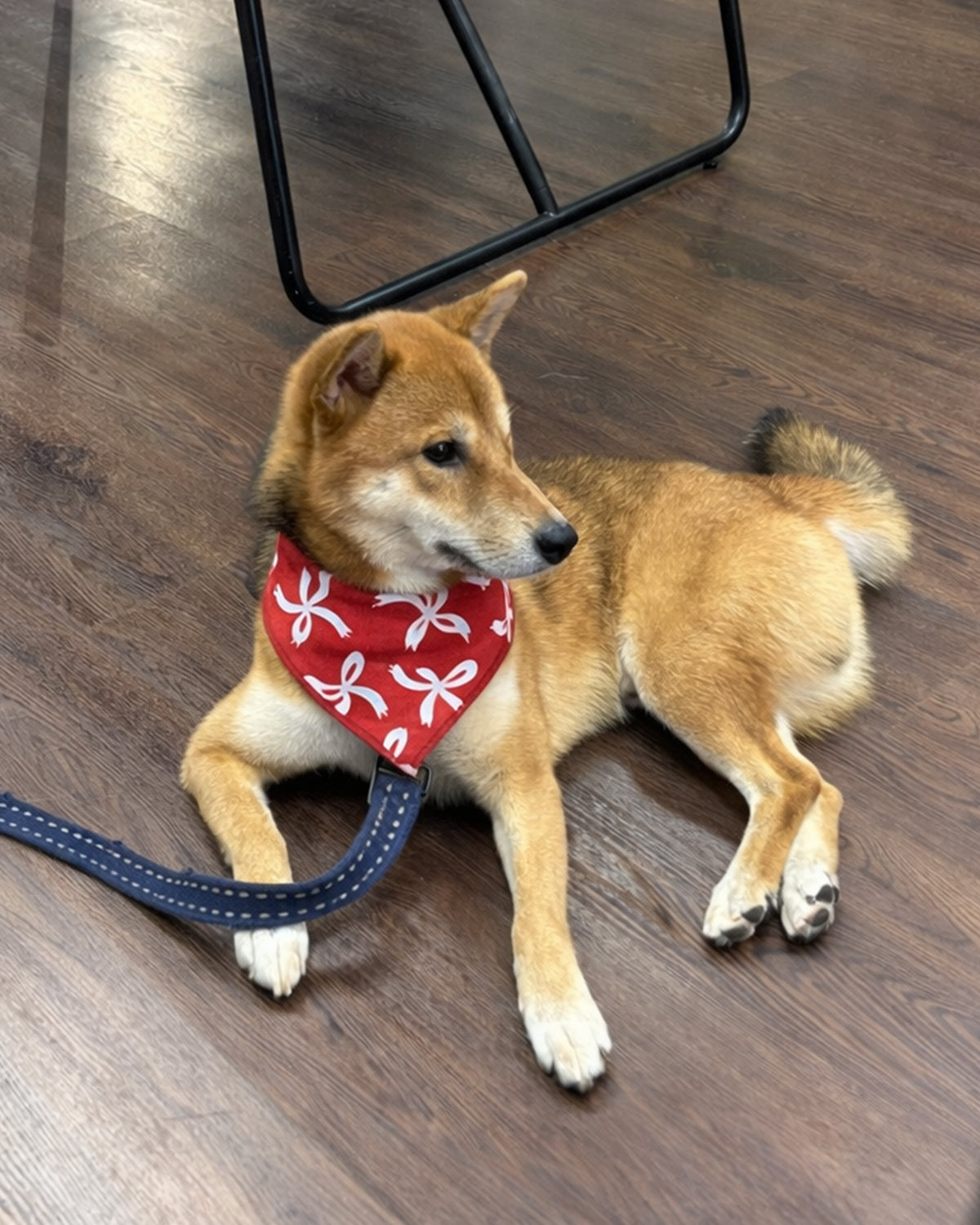 GC Pets Blessed Bows Bandana